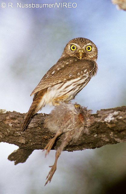 Ferruginous Pygmy-Owl n06-1-203.jpg